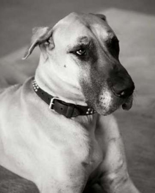 Great Dane Poster Print by Karyn Millet - Item # VARPDXPSMLT160