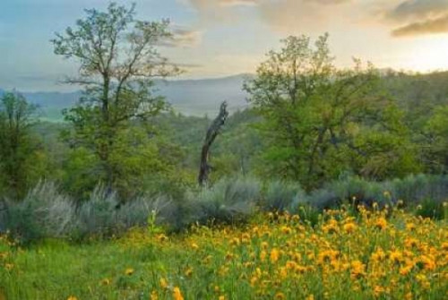 Caliente Spring II Poster Print by Mark Geistweite - Item # VARPDXPSGWT119