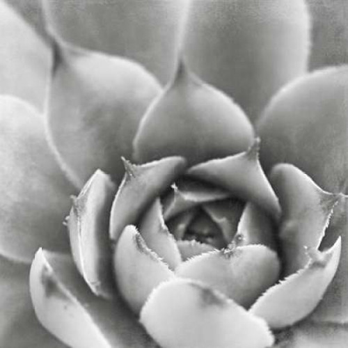 Garden Succulent III Poster Print by Laura Marshall - Item # VARPDX20826