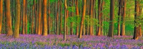 Beech forest with bluebells, Hampshire, England Poster Print by  Frank Krahmer - Item # VARPDX4FK3164