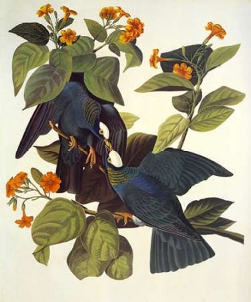 White-Crowned Pigeon Poster Print by  John James Audubon - Item # VARPDX198096