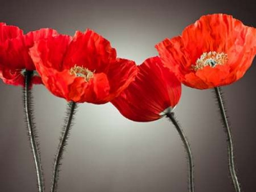 Four Poppies Poster Print by  Assaf Frank - Item # VARPDXAF20100524211C04