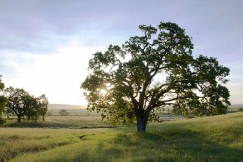 Oak Tree - 96 Poster Print by Alan Blaustein - Item # VARPDXABSFH187