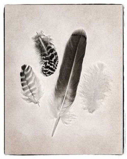 Feather Group I BW Poster Print by Debra Van Swearingen - Item # VARPDX23450