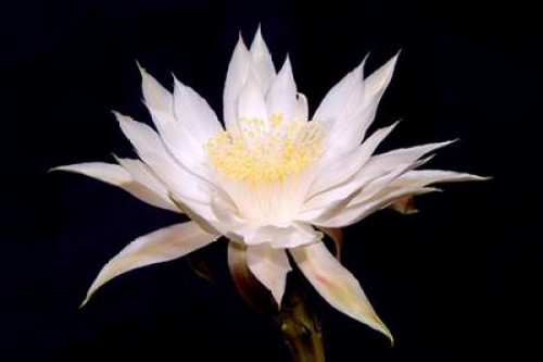 Night Blooms Poster Print by Douglas Taylor - Item # VARPDXPSTLR106