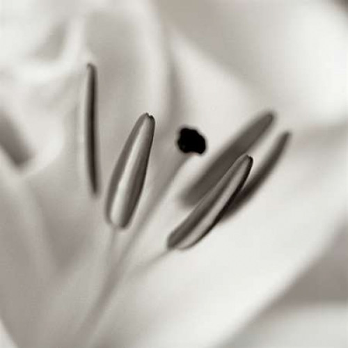 Florison - 52 Poster Print by Alan Blaustein