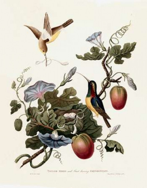 Taylor Birds Poster Print by  William Hooker