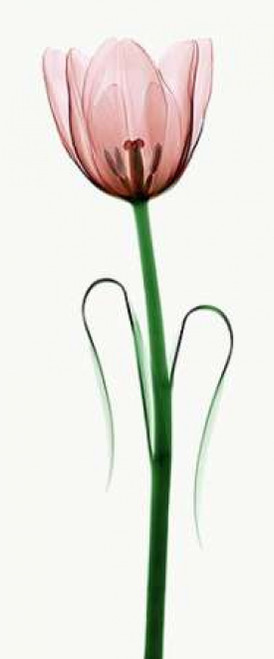 Tulip I Poster Print by Robert Coop - Item # VARPDXC1036D
