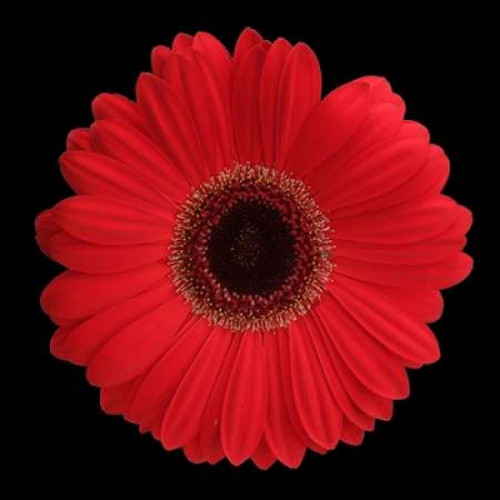 Red Gerbera Daisy Poster Print by Jim Christensen - Item # VARPDXPSCRS132
