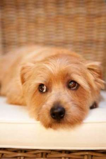 A Dogs Life VI Poster Print by Karyn Millet - Item # VARPDXPSMLT284