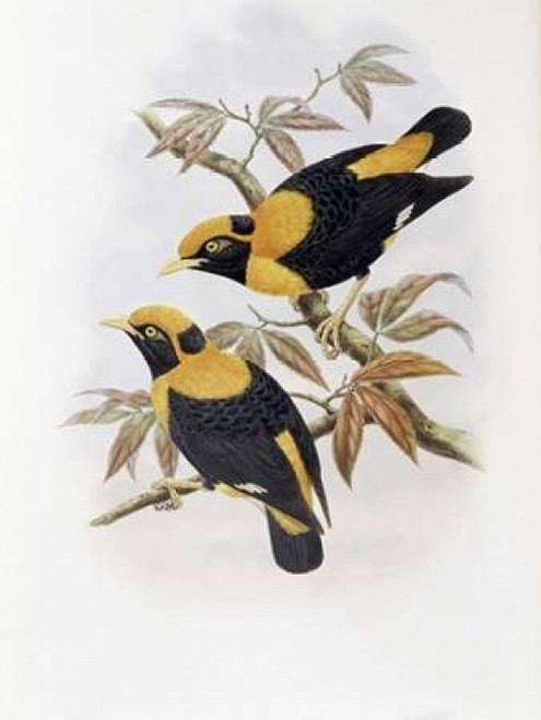 Robertsons Starling Poster Print by  John Glover - Item # VARPDX277787