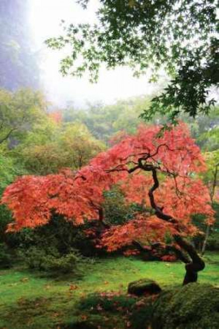 Japanese Gardens IV Poster Print by Brian Moore - Item # VARPDXPSMRE139
