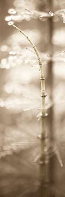 Florison - 94 Poster Print by Alan Blaustein - Item # VARPDXABFLV31