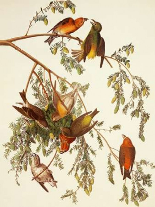 American Crossbill Poster Print by  John James Audubon - Item # VARPDX198062