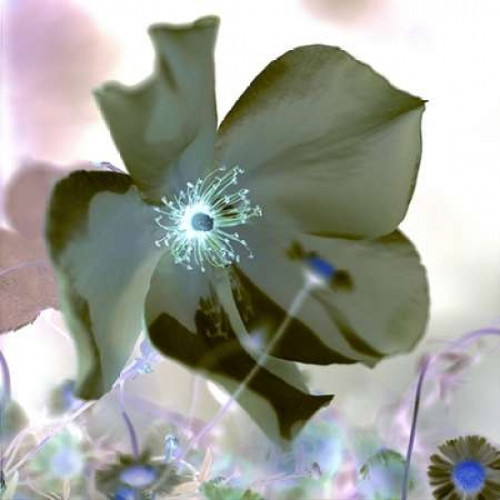 Floral Color - 16 Poster Print by Alan Blaustein - Item # VARPDXABFLC29