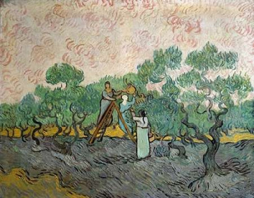 Women Picking Olives Poster Print by  Vincent Van Gogh - Item # VARPDX281329