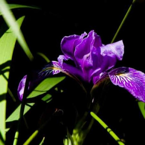 Wild Iris I Poster Print by Rita Crane - Item # VARPDXPSCRN210