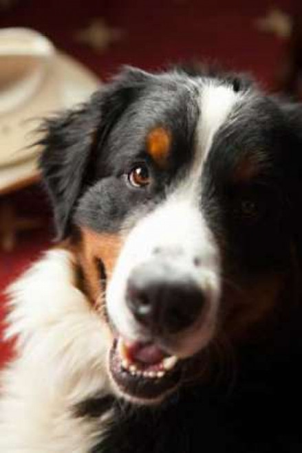 Ranch Dog Poster Print by Karyn Millet - Item # VARPDXPSMLT145