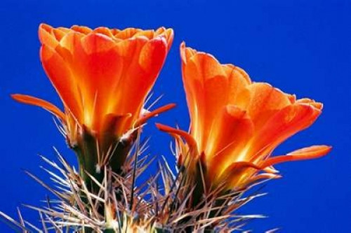Claret Cups on Blue II Poster Print by Douglas Taylor - Item # VARPDXPSTLR111
