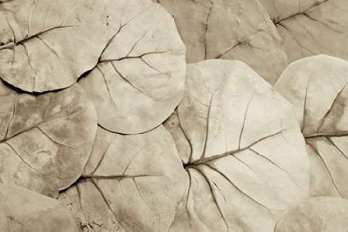 Garden Bloom - 23 Poster Print by Alan Blaustein - Item # VARPDXABLF234