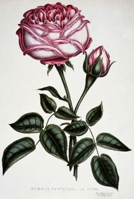 Hybrid Perpetual La Reine Poster Print by  Henry Curtis - Item # VARPDX277232