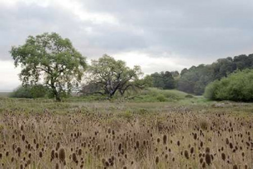 Oak Tree - 81 Poster Print by Alan Blaustein - Item # VARPDXABSFH170