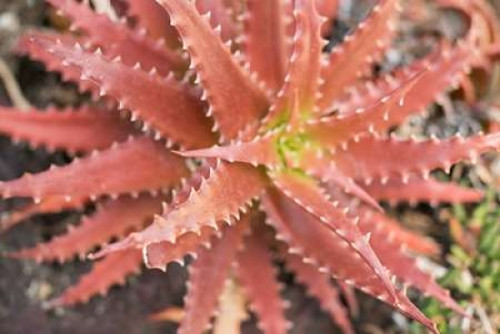 Aloe I Poster Print by Erin Berzel - Item # VARPDXPSBZL832