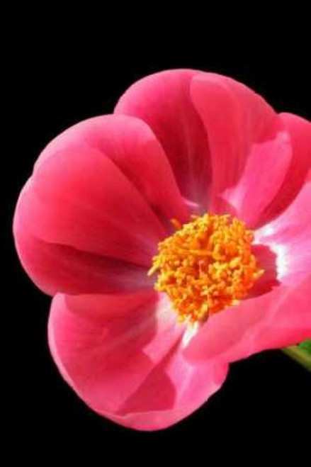 Pink Peony I Poster Print by Tammy Putman - Item # VARPDXPSPTM127