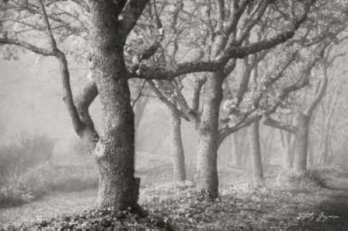 Tree in the Mist BandW Poster Print by Vitaly Geyman