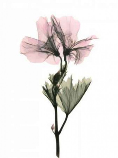 Geranium Poster Print by  ACEE - Item # VARPDXACP207