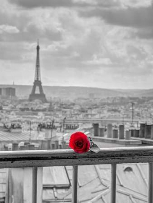 Rose on balcony railing with Eiffel Tower in background, Paris, France Poster Print by  Assaf Frank - Item # VARPDXAF20140921864XC02