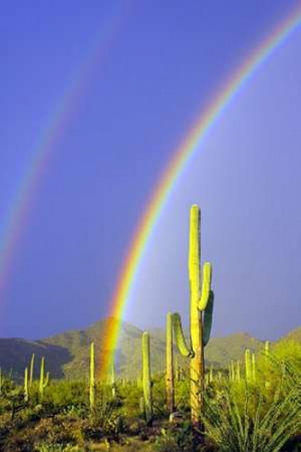 Saguaro Rainbow I Poster Print by Douglas Taylor - Item # VARPDXPSTLR134