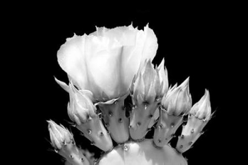 Prickly Pear Blossom and Buds BW Poster Print by Douglas Taylor - Item # VARPDXPSTLR487