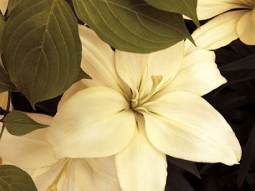 Lily and Leaves Poster Print by Rebecca Swanson - Item # VARPDXS873D