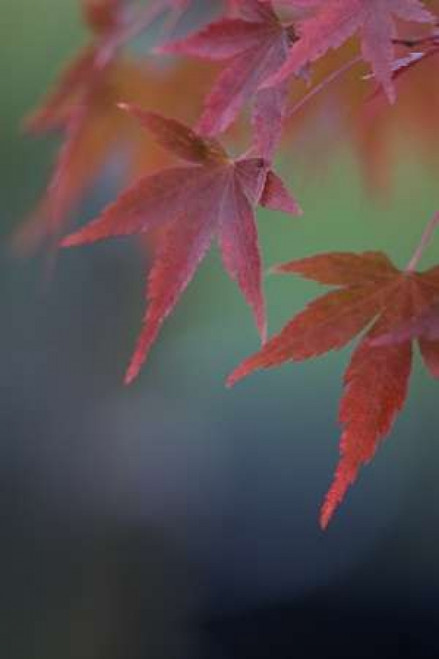 Japanese Maple VI Poster Print by Rita Crane - Item # VARPDXPSCRN511