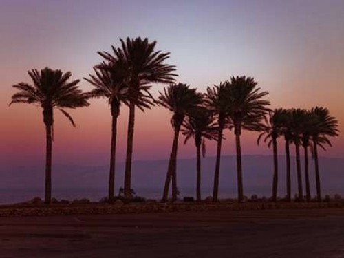 Palm trees on beach of Dead sea, Israel Poster Print by  Assaf Frank - Item # VARPDXAF20131223096