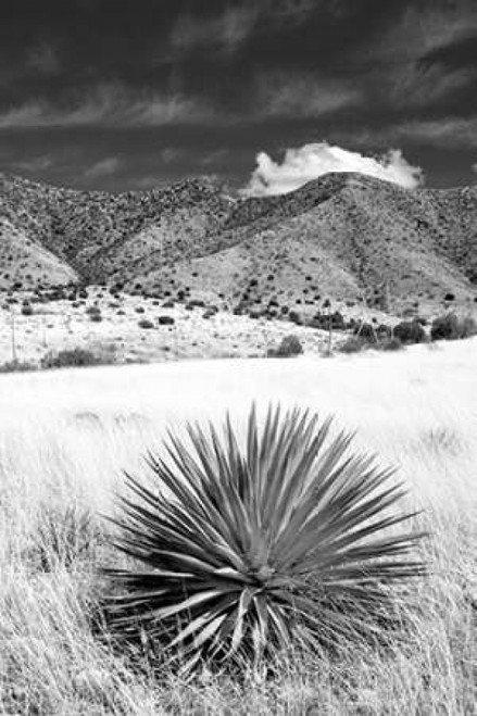 Desert Grasslands II BW Poster Print by Douglas Taylor - Item # VARPDXPSTLR393