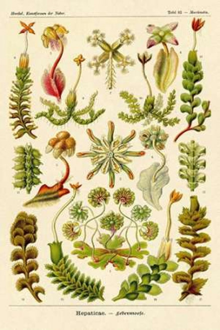Haeckel Nature Illustrations: Corals Poster Print by  Ernst Haeckel - Item # VARPDX449719