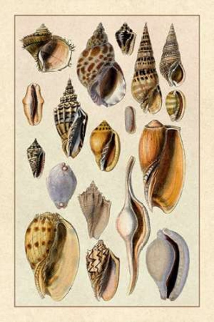 Shells: Trachelipoda #6 Poster Print by  G.B. Sowerby - Item # VARPDX394509