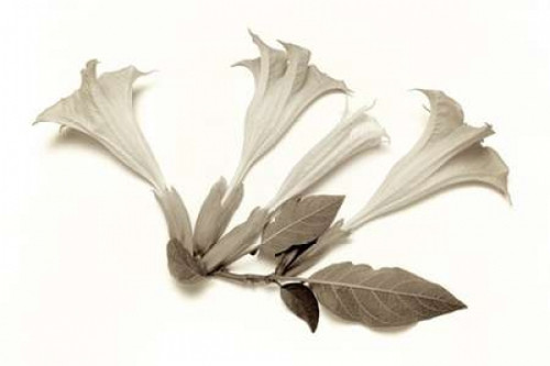 Garden Bloom - 22 Poster Print by Alan Blaustein - Item # VARPDXABLF238