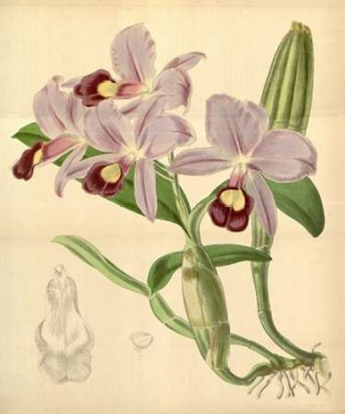 Orchid, Guarianthe Skinneri Poster Print by  William Curtis - Item # VARPDXCO03