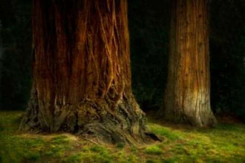 Ancient Forest IV Poster Print by Vitaly Geyman - Item # VARPDXPSVIT394