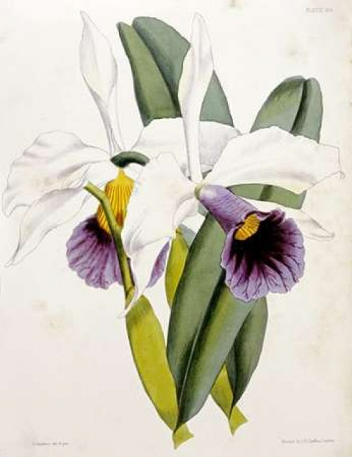 Lily Poster Print by  William Curtis - Item # VARPDX266139
