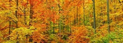 Beech forest in autumn, Kassel, Germany Poster Print by  Frank Krahmer - Item # VARPDX4FK3174