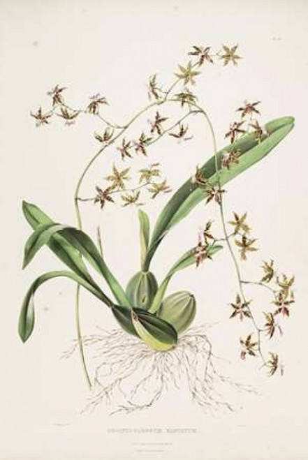 Orchid, Odontoglossum Hastatum Poster Print by  Augusta Withers - Item # VARPDXAW16