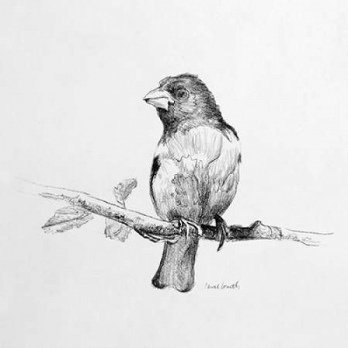 Bird Drawing IV Poster Print by Lanie Loreth - Item # VARPDX9551A