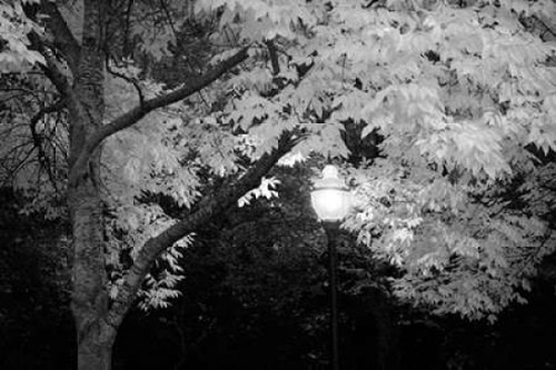 Fall Abundance VII B and W Poster Print by Vitaly Geyman - Item # VARPDXPSVIT573