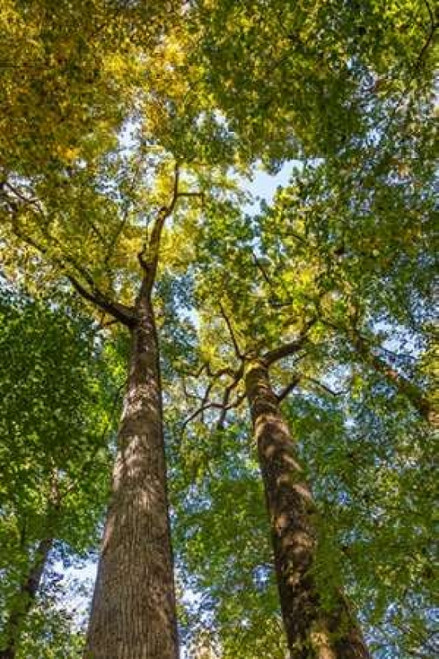 Tulip-Poplar Tree II Poster Print by Kathy Mahan - Item # VARPDXPSMHN523