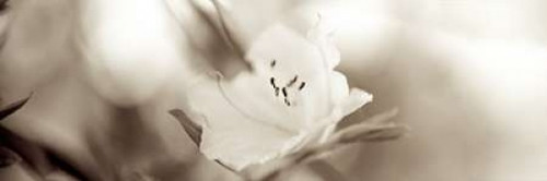 Florison - 104 Poster Print by Alan Blaustein