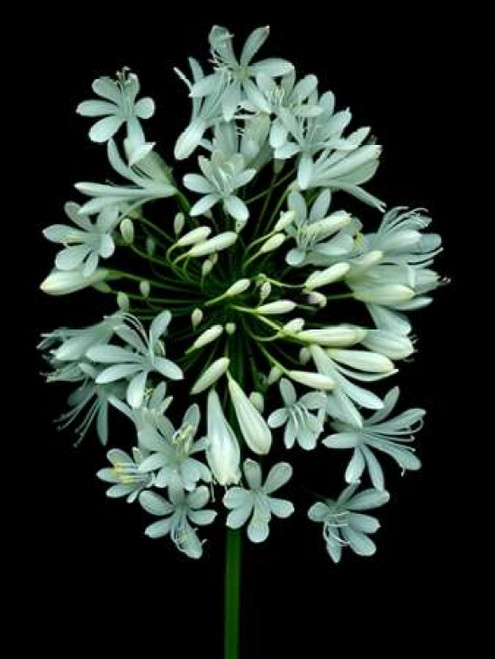 Floral Color - 28 Poster Print by Alan Blaustein - Item # VARPDXABLF172B